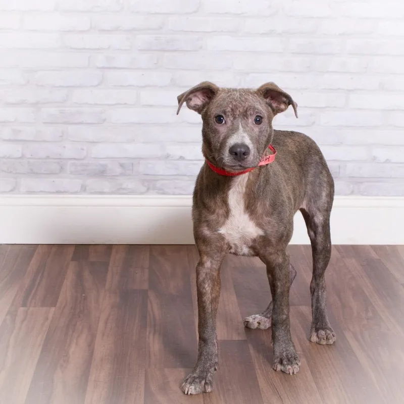 Rosemary thumbnail 6