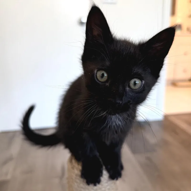 A baby small-sized female Black Domestic Short Hair cat named Alex for adoption in Long Beach, CA
