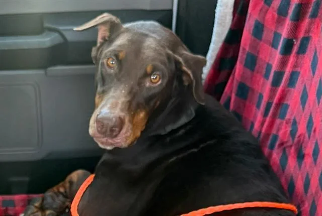 An adult large-sized female Doberman Pinscher dog named Penny for adoption in Tustin, CA