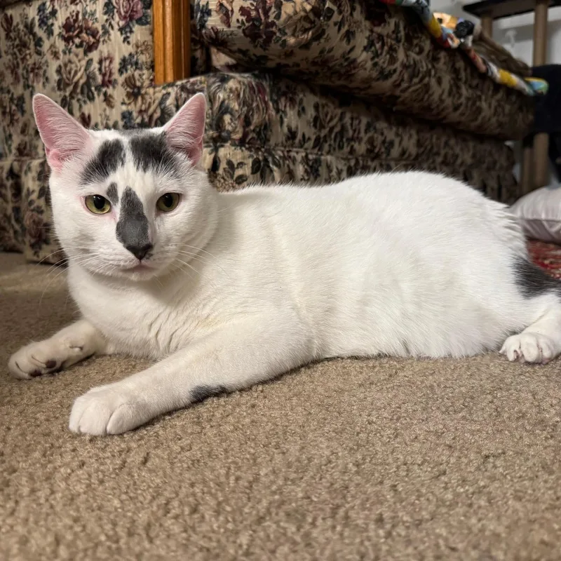 Guy Ritchie thumbnail 4