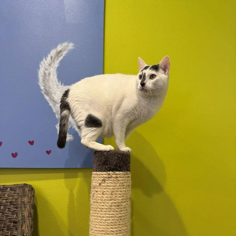 Guy Ritchie thumbnail 5