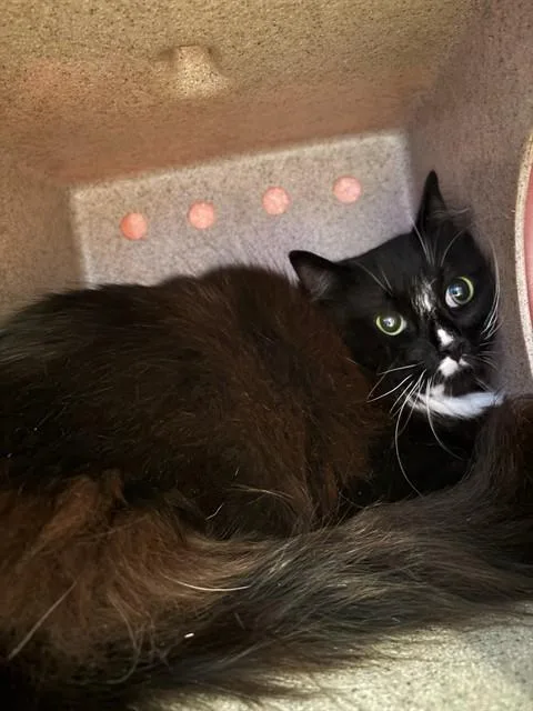 An adult medium-sized male Domestic Short Hair cat named Wednesday for adoption in Baldwin Park, CA