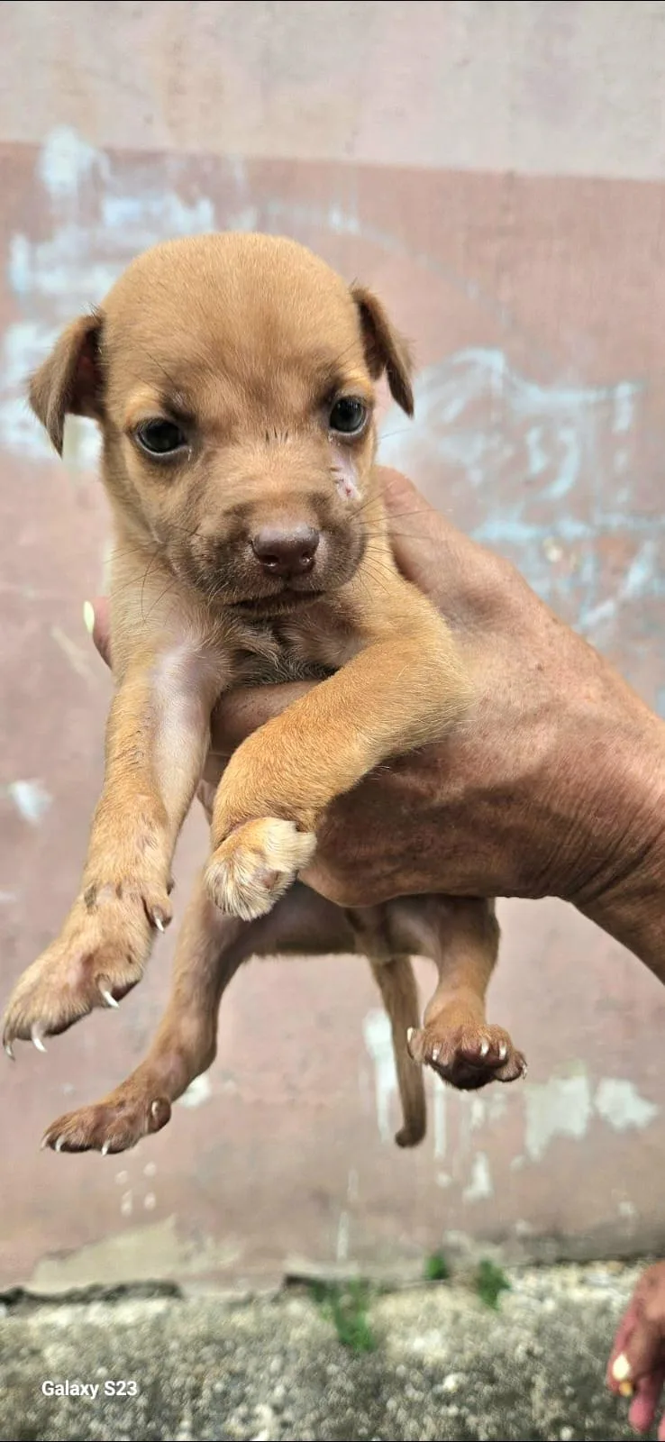 Shazam "a Bolt Of thumbnail 2