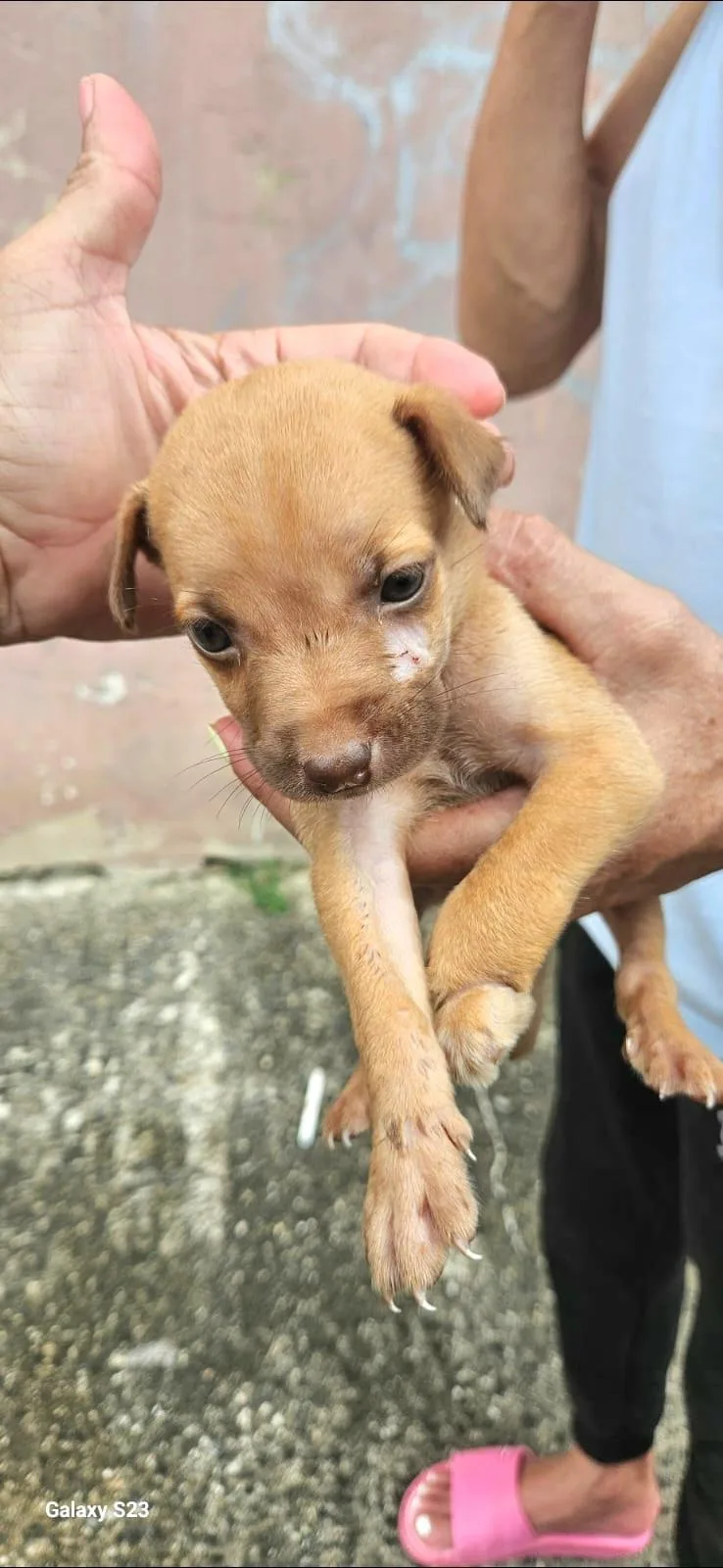 Shazam "a Bolt Of thumbnail 4