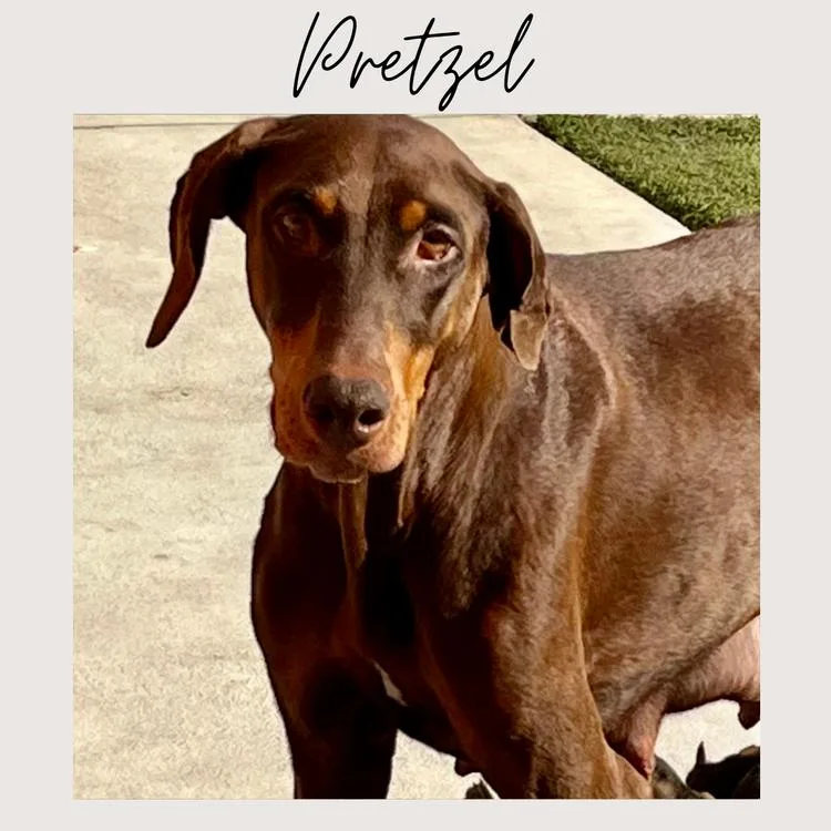 An adult medium-sized female Red / Chestnut / Orange Doberman Pinscher dog named Pretzel for adoption in San Juan Capistrano, CA
