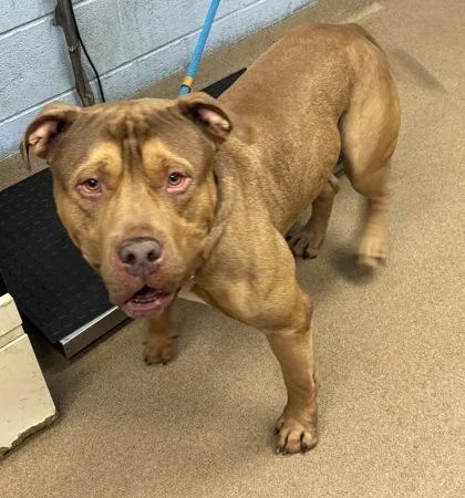 An adult extra large-sized male Mixed Breed dog named Lentil for adoption in Chamblee, GA