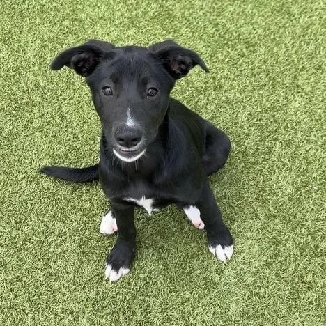 A baby medium-sized female Black Labrador Retriever dog named Ilana for adoption in Dayton, OH