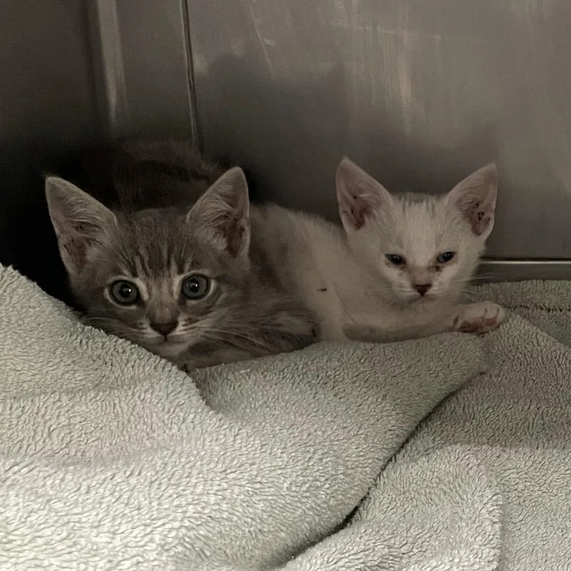 A baby small-sized male White Domestic Short Hair cat named Erling for adoption in Long Beach, CA