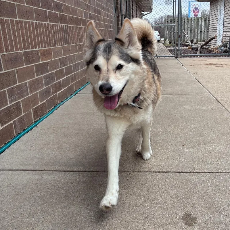 A senior large-sized female Gray / Blue / Silver Husky dog named Roxie for adoption in Dixon, IL