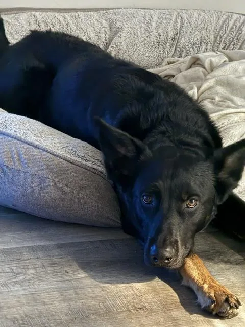 A young medium-sized male Black German Shepherd Dog dog named Mamba for adoption in Roswell, GA