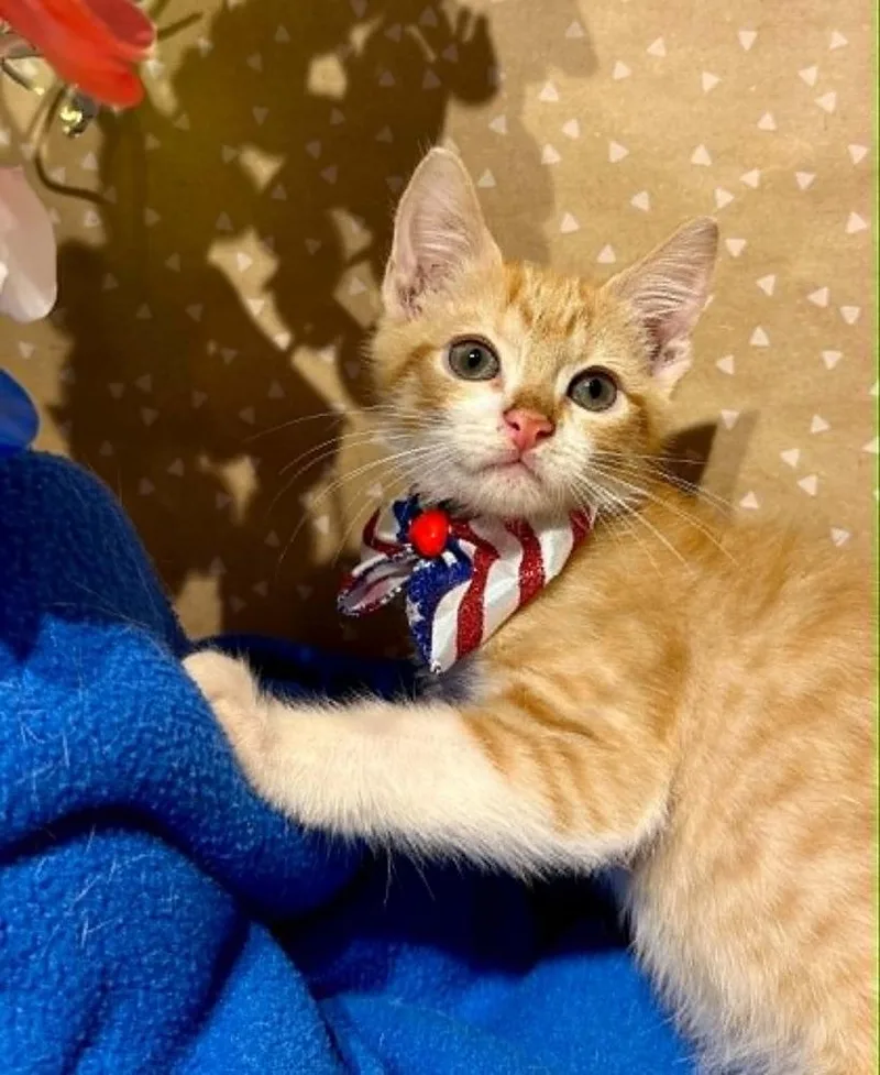 A baby small-sized male Domestic Short Hair cat named Ross for adoption in Groveland, MA