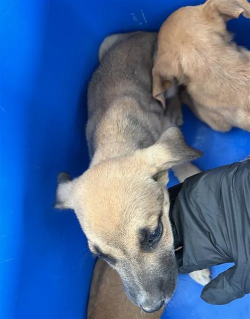 A baby large-sized male Mixed Breed dog named Ketchup for adoption in Dallas, TX