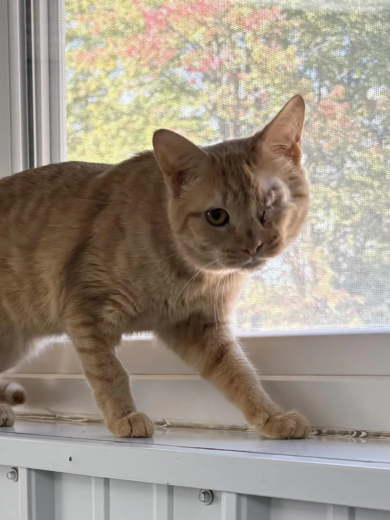 An adult medium-sized male American Shorthair cat named Aslan for adoption in Big Rapids, MI