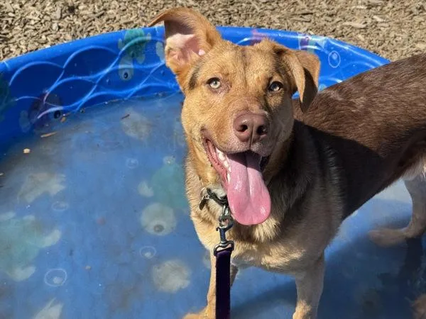 A young medium-sized male Labrador Retriever dog named Scrabble for adoption in Portland, OR
