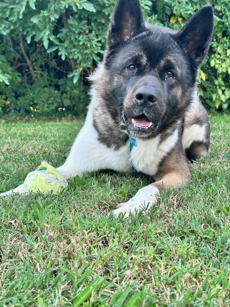 An adult large-sized male Black Akita dog named Milo for adoption in Clayton, NJ
