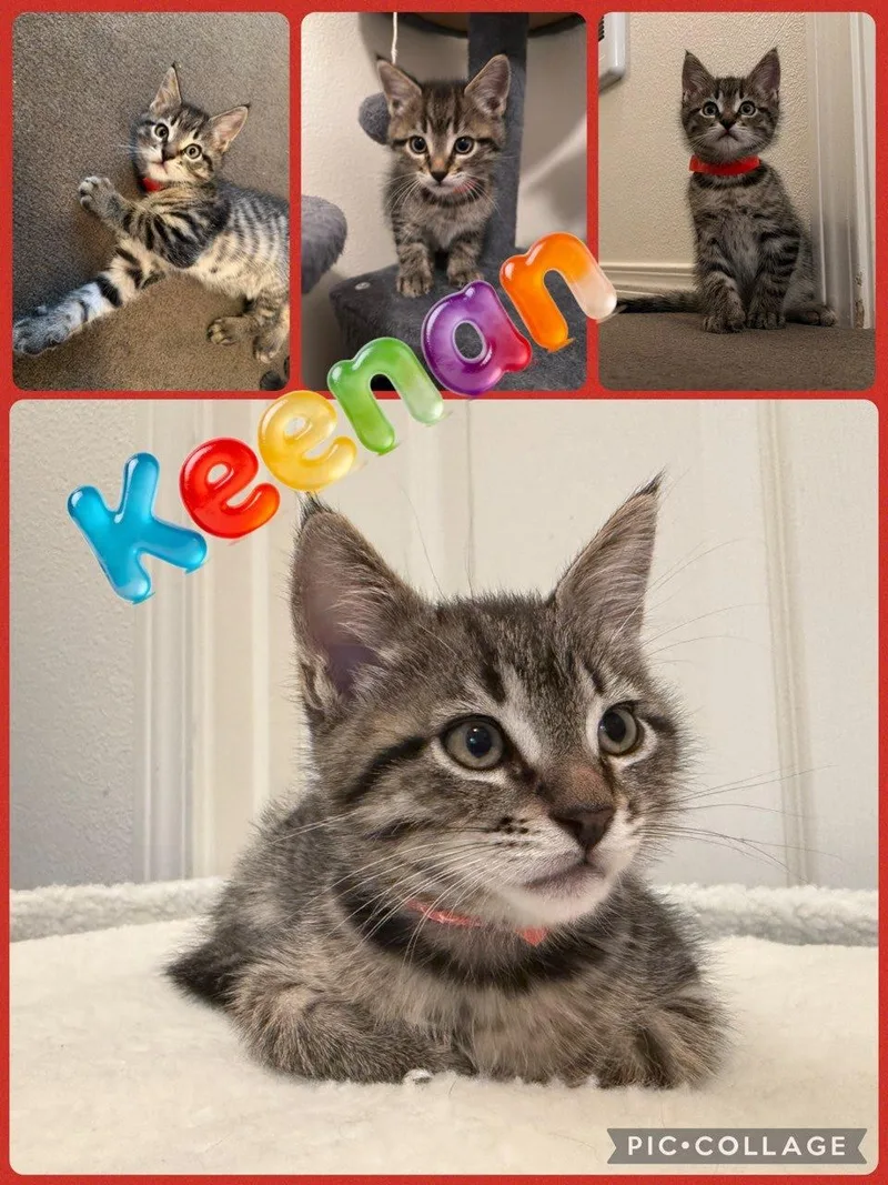 A baby small-sized female Tabby (Brown / Chocolate) Domestic Short Hair cat named Keenan for adoption in Newberg, OR