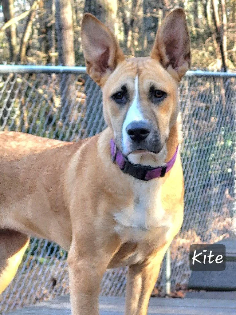 A young medium-sized female Terrier dog named Kite for adoption in Ellijay, GA