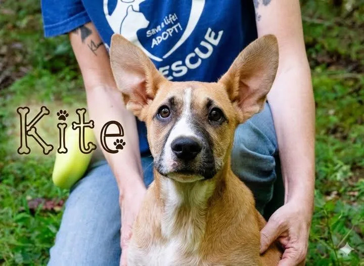 Kite thumbnail 2