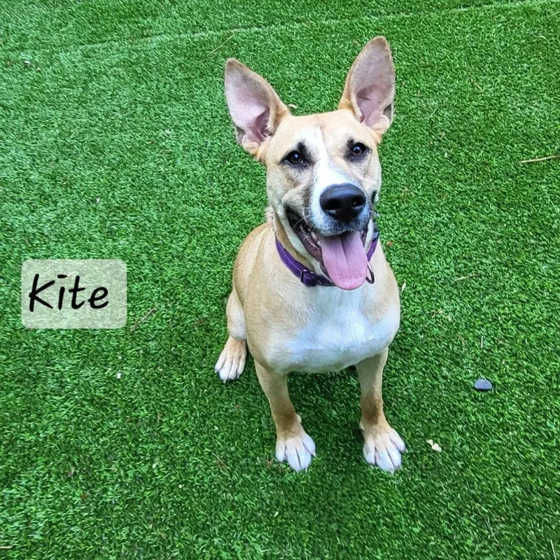 Kite thumbnail 3