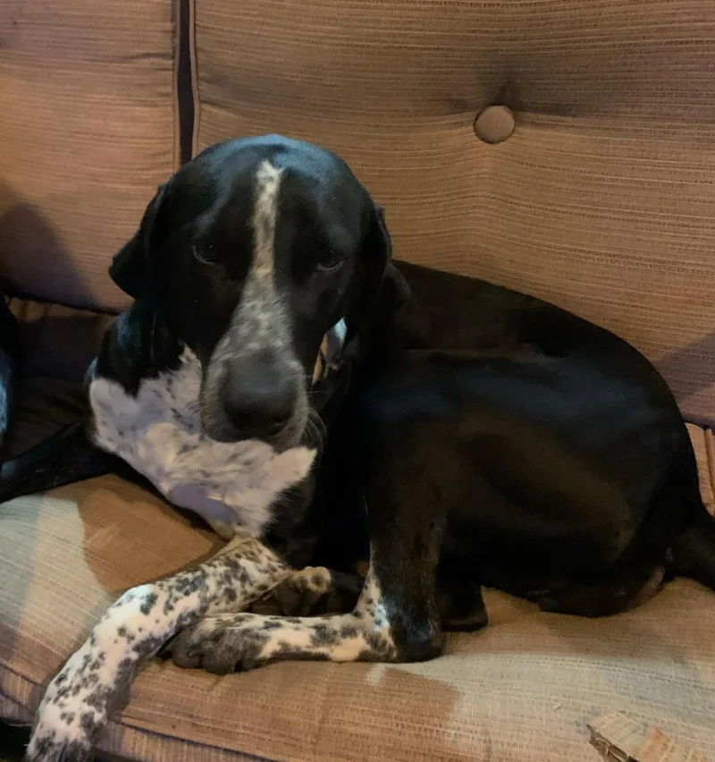 A young medium-sized female German Shorthaired Pointer dog named Bella for adoption in Cuyahoga Falls, OH