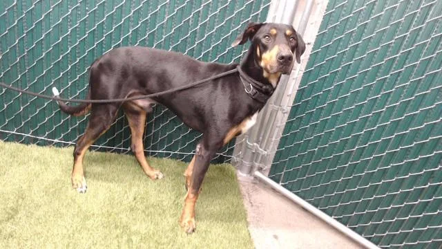 A young large-sized male Doberman Pinscher dog named Curry for adoption in Downey, CA