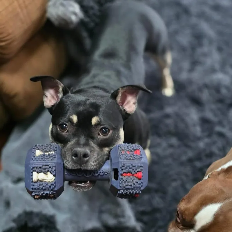 An adult medium-sized female Black English Bulldog dog named Harper for adoption in Breese, IL
