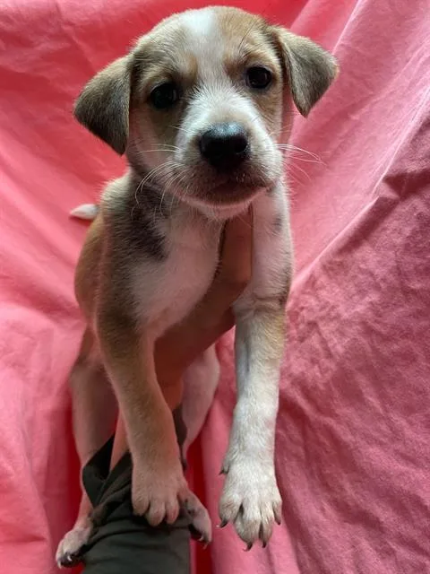 A young small-sized male Pit Bull Terrier dog named Frankie for adoption in Riverside, CA