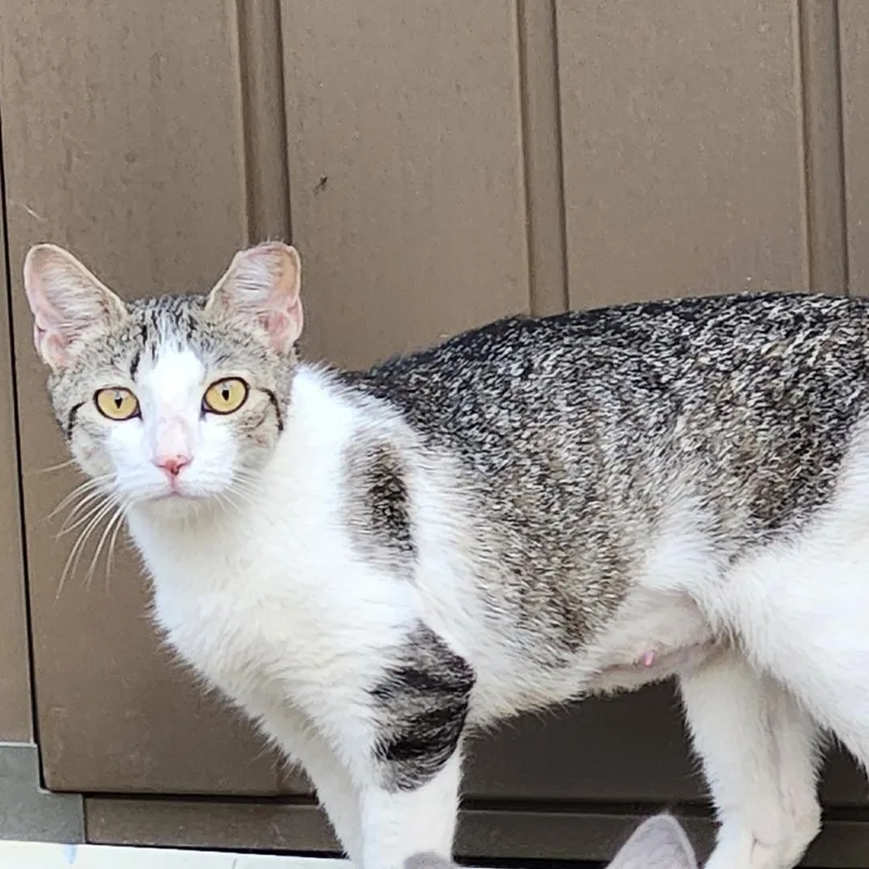 A young medium-sized female Gray / Blue / Silver Domestic Short Hair cat named Mama Fido for adoption in Simpsonville, SC