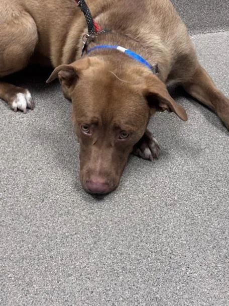 A young large-sized male Labrador Retriever dog named Fred for adoption in Las Vegas, NV