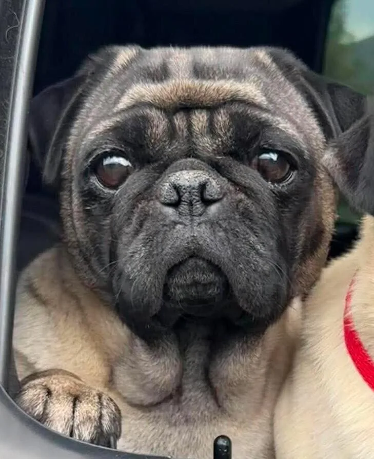 An adult medium-sized female Apricot / Beige Pug dog named Wendy for adoption in Eagle, ID