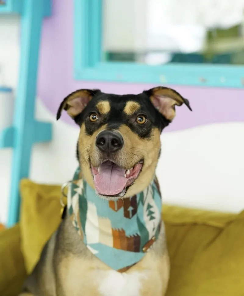 A young large-sized male Labrador Retriever dog named Trey for adoption in Pasadena, CA