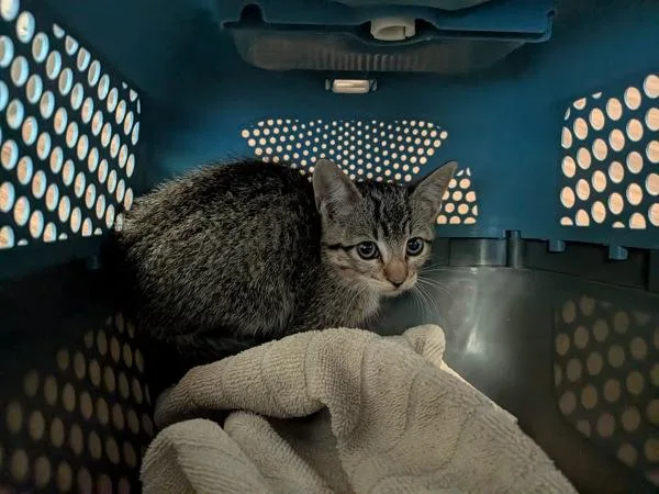 A baby small-sized female Domestic Short Hair cat named Donut for adoption in San Diego, CA