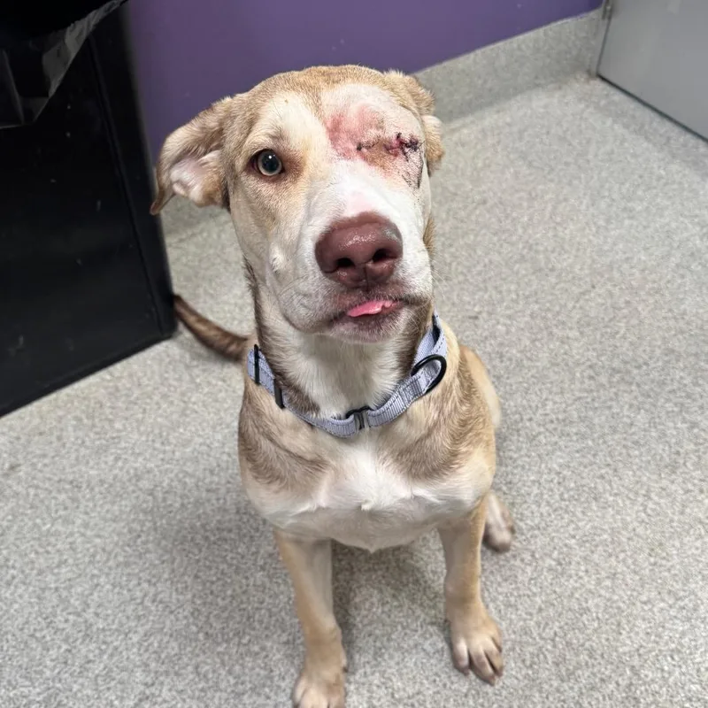 An adult large-sized female Brown / Chocolate Mastiff dog named Cinnamon for adoption in Englewood, FL