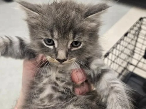 A baby large-sized female Domestic Medium Hair cat named Adrastea for adoption in Van Nuys, CA