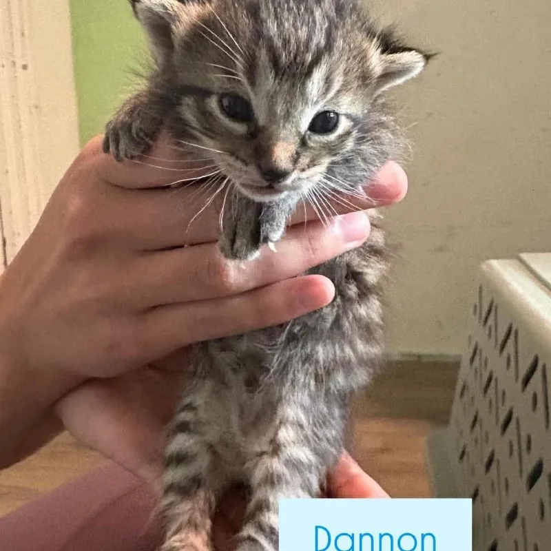Dannon thumbnail 6