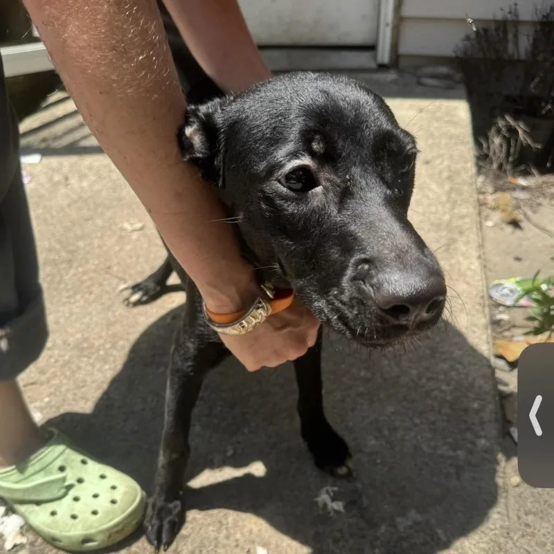 A young small-sized female Black Mixed Breed dog named Lolli for adoption in Springboro, OH