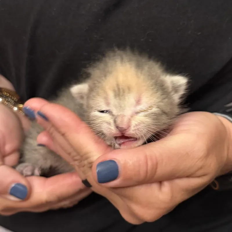 A baby small-sized female Calico Domestic Short Hair cat named Sophie for adoption in Pasadena , MD