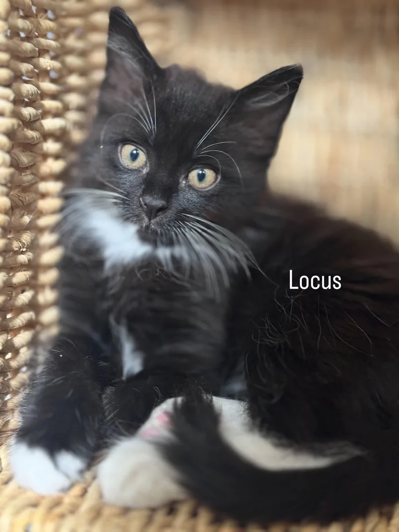 Locus thumbnail 3