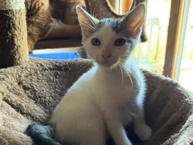A baby small-sized female Domestic Short Hair cat named Lil Sissy for adoption in Fort Wayne, IN