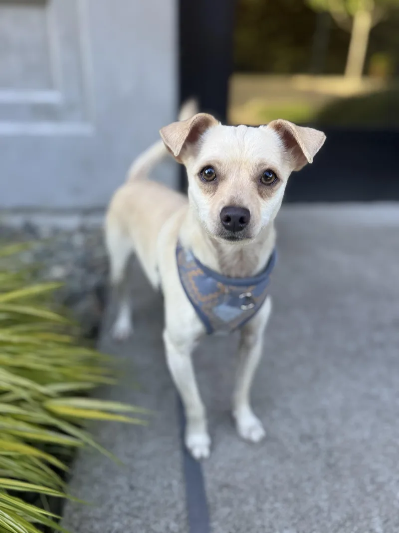 A young small-sized male White / Cream Chihuahua dog named Charlie Brown for adoption in lynnwood , WA