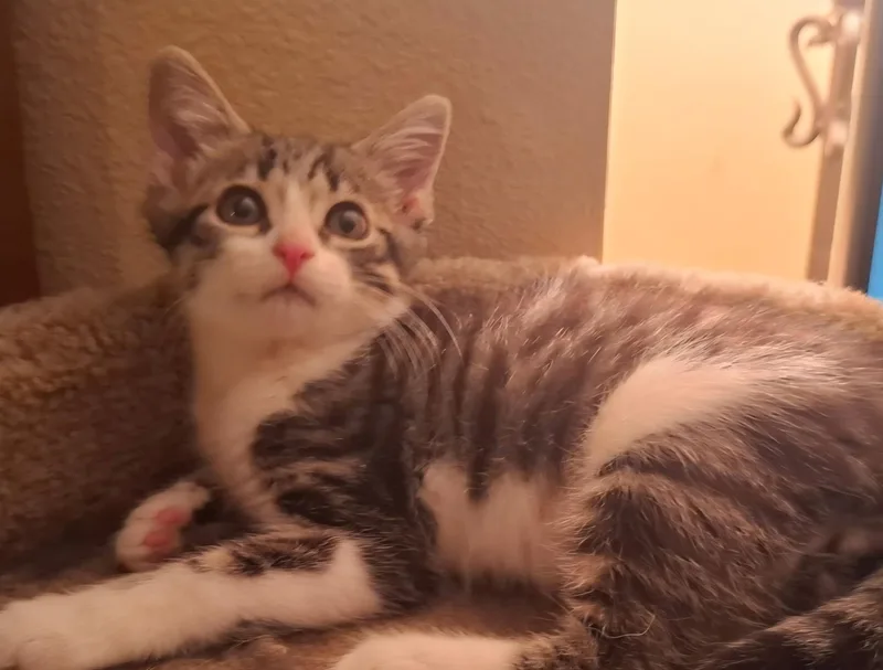 A baby small-sized male Tabby (Brown / Chocolate) Domestic Short Hair cat named Chase for adoption in Indianapolis, IN