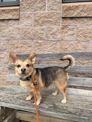 An adult small-sized female Chihuahua dog named Lily for adoption in Quakertown, PA