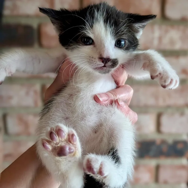 A baby small-sized male White Domestic Short Hair cat named Duke for adoption in San Gabriel, CA