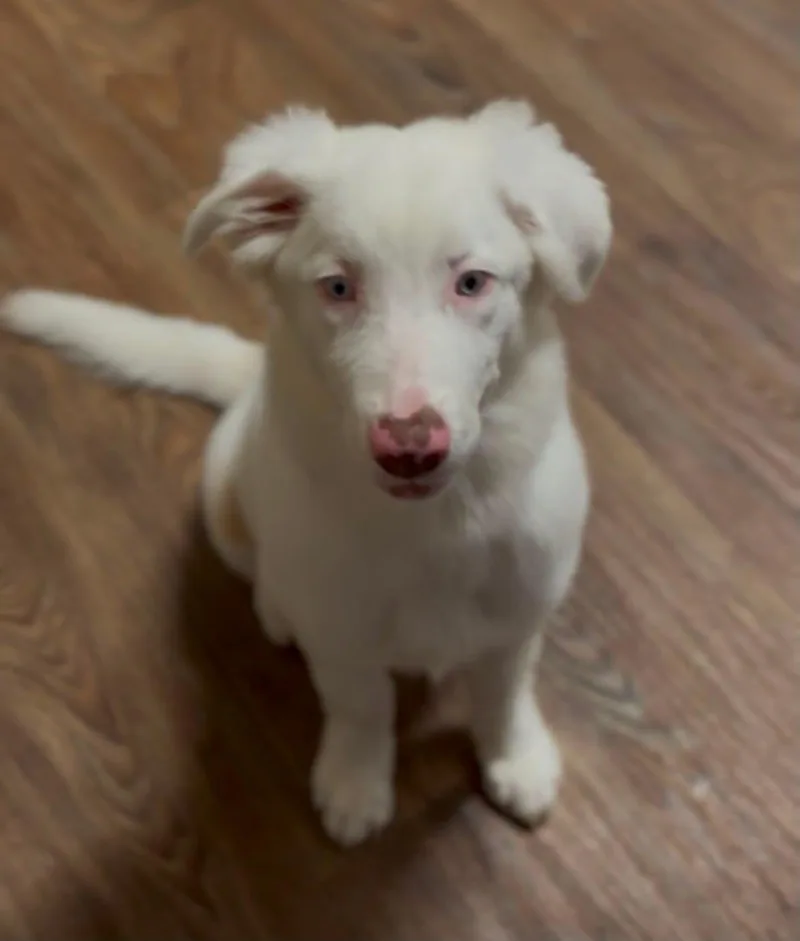 A baby medium-sized female Australian Shepherd dog named Zero for adoption in Coarsegold, CA