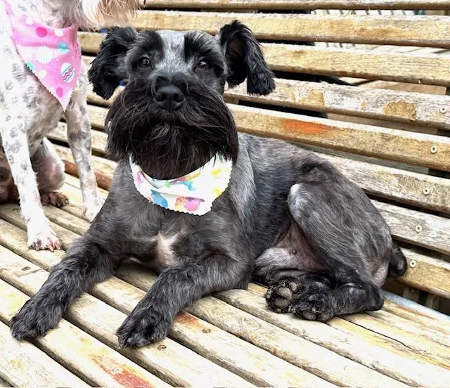 Tramp  With Lady thumbnail 2