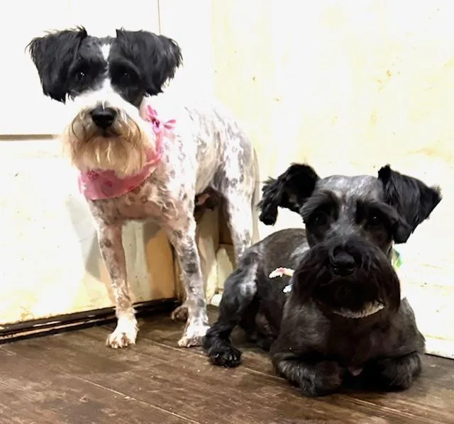 Tramp  With Lady thumbnail 3