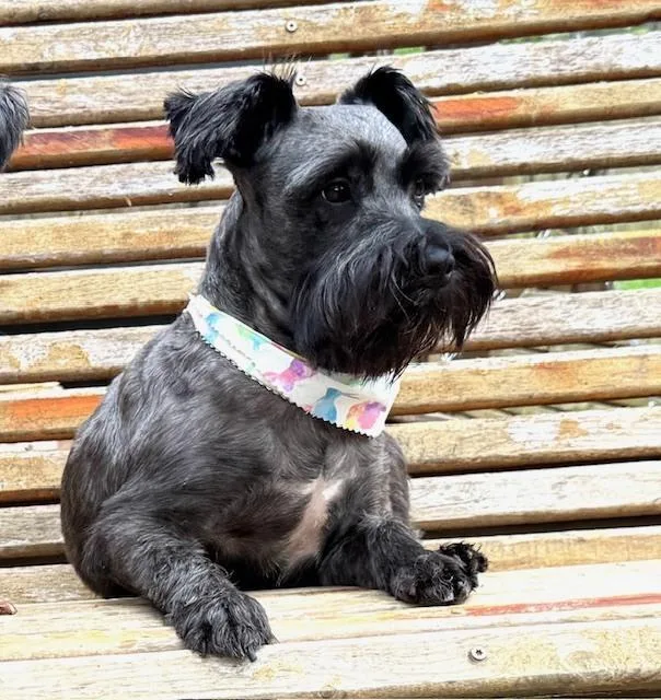 Tramp  With Lady thumbnail 5