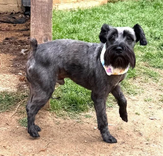 Tramp  With Lady thumbnail 6