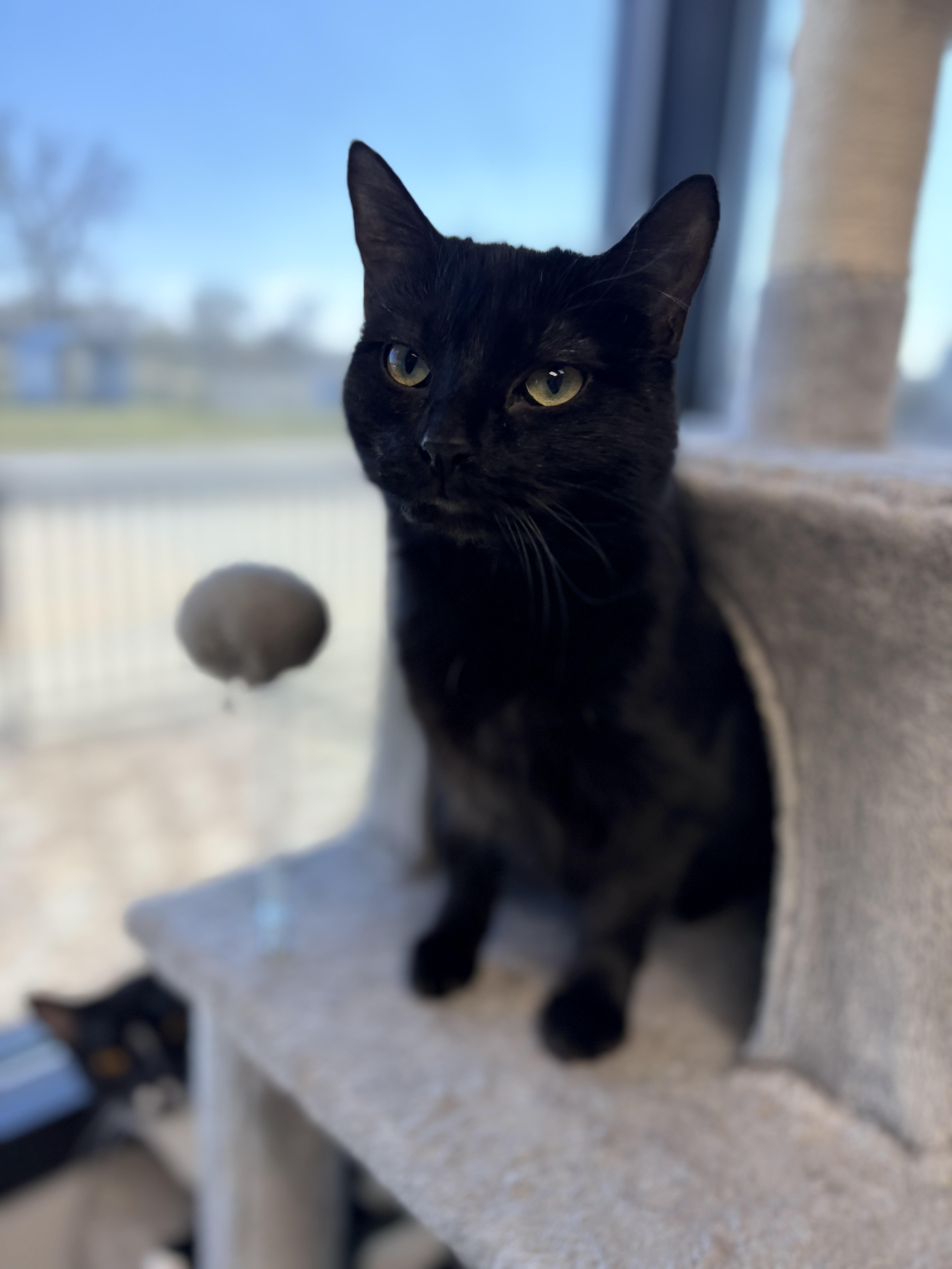 Lucille Ball thumbnail 2