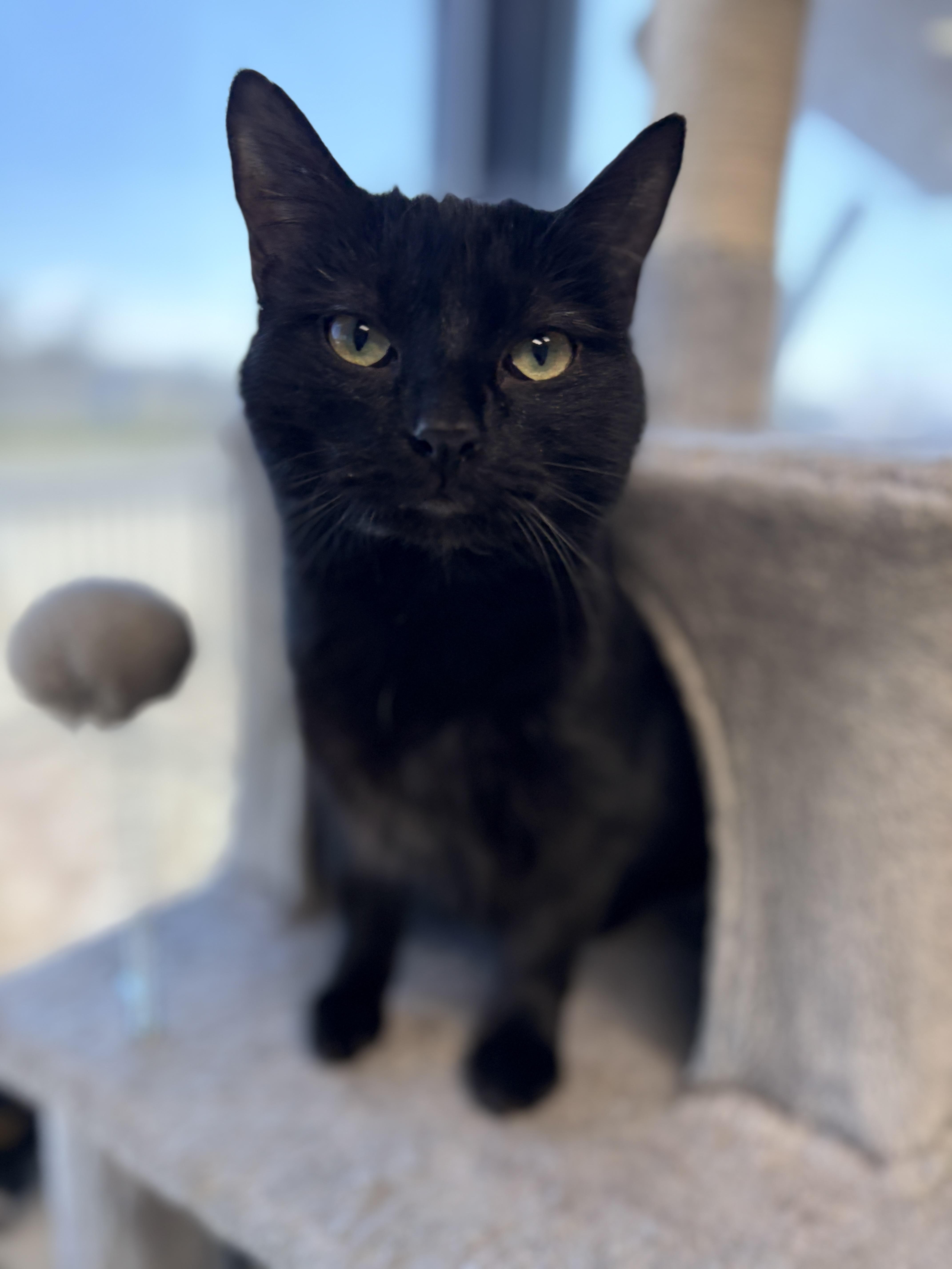 A young medium-sized female Black Domestic Short Hair cat named Lucille Ball for adoption in Monticello, IA